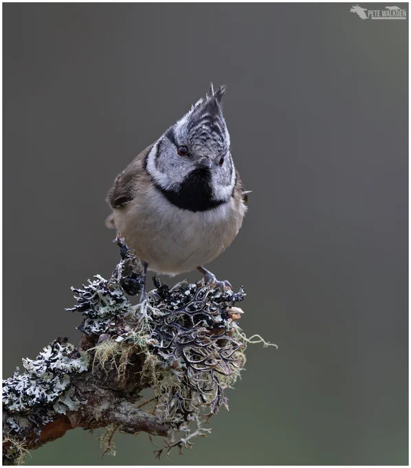 A crested tit perched on on a branch laden with lichens and mosses. 