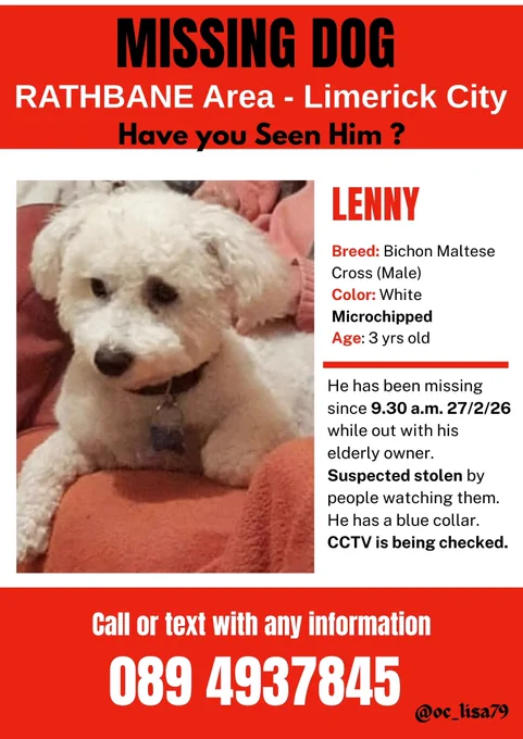 Lenny was out for a walk on Friday 27/2/26 in Rathbane Limerick.
He is a 3yr old bichon Maltese cross.  
2nd photo shows how long his coat was 
3rd photo shows him when he is groomed.
Please share
#missingdog #limerick #bichonmaltesecross 

There are reports he was seen being lifted by certain elements of society. This is being investigated currently‼️‼️‼️
