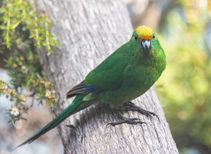Malherbe's Parakeet, Blumine Island