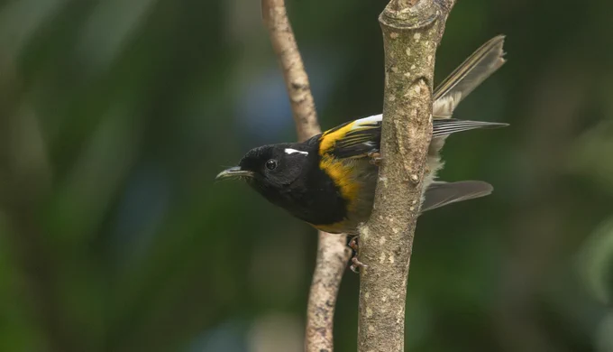 Stitchbird, Kapiti Island