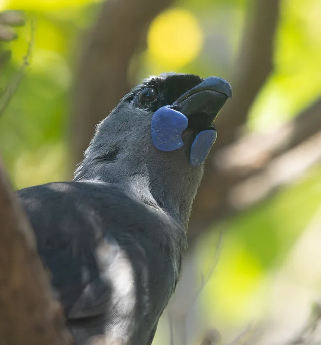 North Island Kōkako, Tiritiri Matangi Island