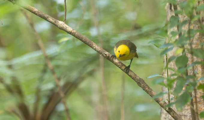 Yellowhead, Hawdon Valley