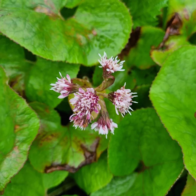 Circular shiny green leaves in the background.  Cluster of pink flowers in centre of the photo. Each clump of flowers looks like a paint-brush. 