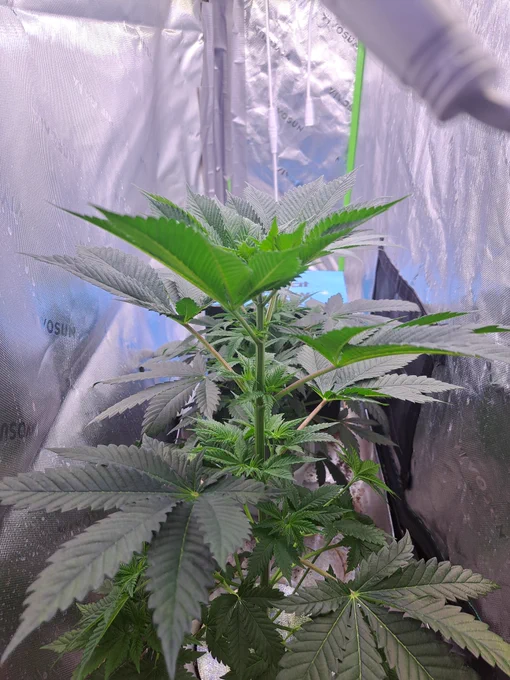 White Truffle S1 / GG4 S1 