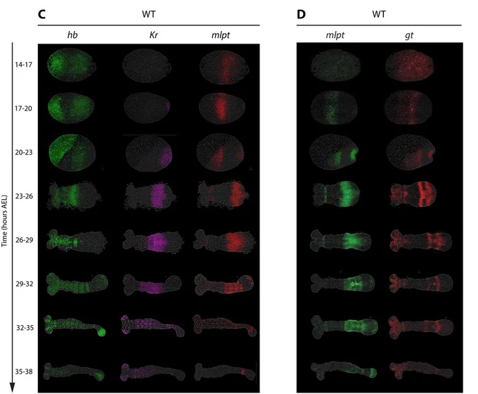 Models of gap gene regulation and spatiotemporal dynamics of gap gene expression in WT Tribolium embryos. (C,D) HCR FISH detecting subsets of the four core gap genes (hb, Kr, mlpt, gt) in staged WT embryos (14-38 h AEL). Panel C shows expression of hb, Kr, and mlpt concurrently in the same embryos, while panel D shows mlpt and gt concurrently in the same embryos. All embryos are oriented with anterior to the left and posterior to the right.