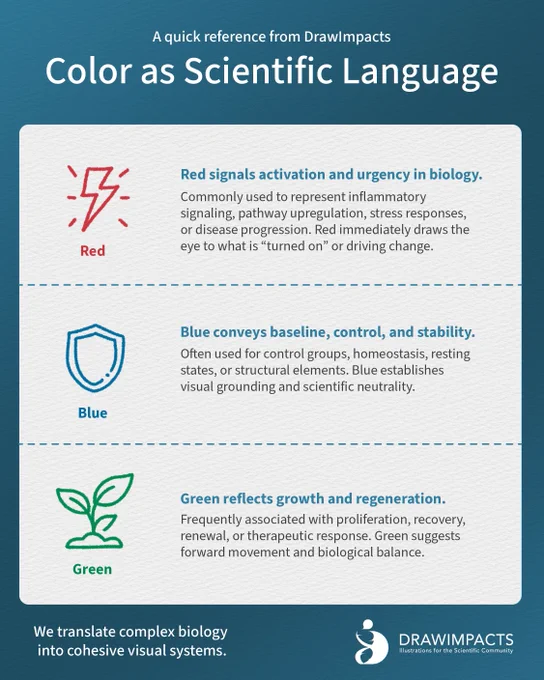 Color in scientific figures is semantic.

In research communication, color carries meaning, often subconsciously.

🔴 Red = activation
Inflammation. Upregulation. A pathway turned on.

🔵 Blue = baseline
Control. Stability. Homeostasis.

🟢 Green = growth
Proliferation. Recovery. Renewal.