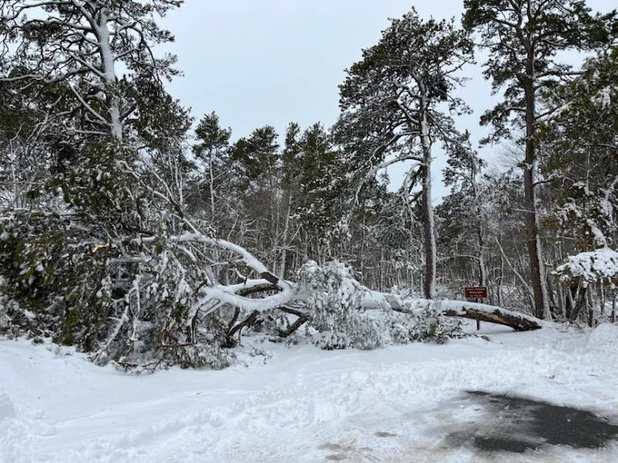 large fallen tree in parking lot surrounded by snow.