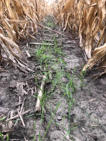 Dry, brown corn stalks line a cracked soil path with sparse green grass growing between rows in a field.