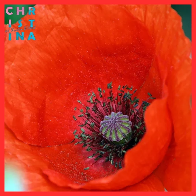 Grote of gewone klaproos - Papaver rhoeas