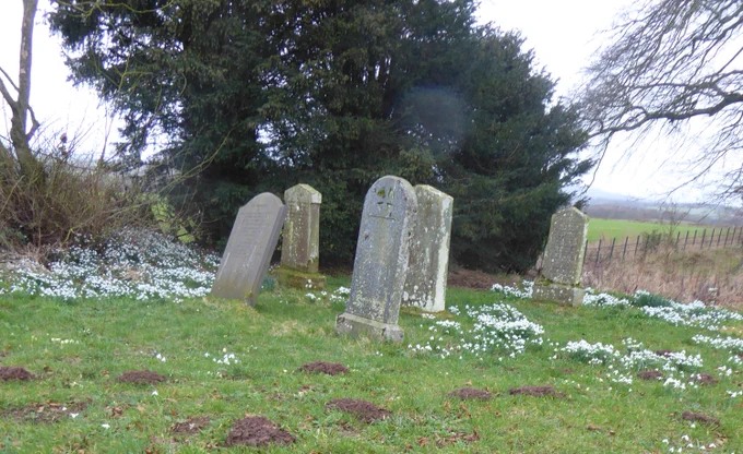 Snowdrops at Makerstoun Parish church. And molehills too