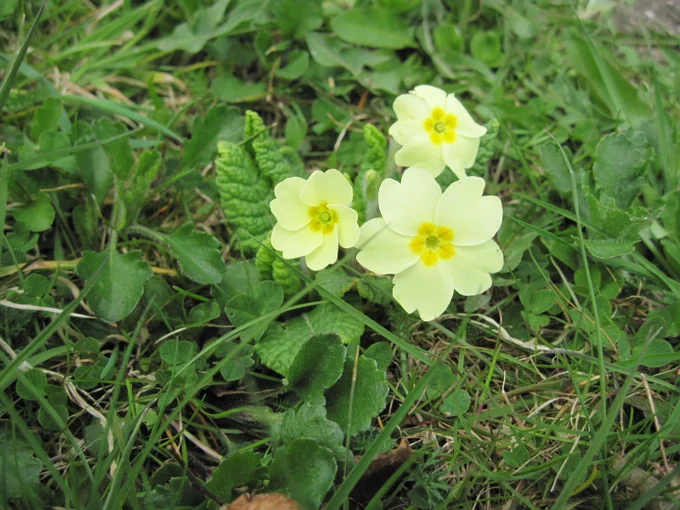 Early signs of spring at Makerstoun Parish church 