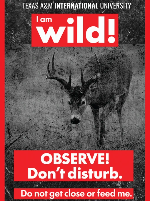A wildlife PSA Advisory from Texas A&M International University showing a deer with text saying "I am wild!" "OBSERVE! Don't disturb" and "Do not get close or feed me."