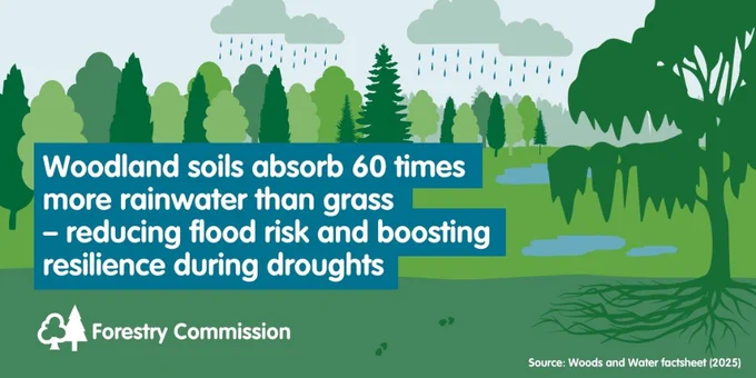 illustration of trees and rain clouds and the words: woodland soils absorb 60 times more rainwater than grass, reducing flood risk and boosting resilience during droughts.
