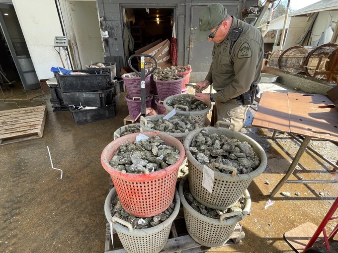 Maryland Natural Resource Police Cpl. Jason Kreider performs a commercial seafood inspection at a seafood market in 2024. From vessel checks where officers inspect for adequate safety measures, to commercial facility inspections, NRP plays a vital role in affirming the shellfish bought by everyday consumers meet the rigorous standards of the NSSP.