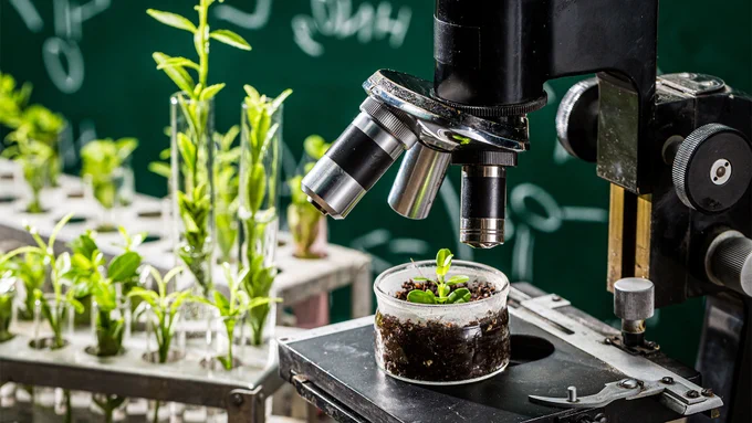 Plants in test tubes and a plant in soil under the microscope.