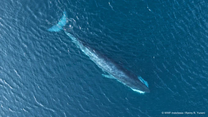 Foto udara (drone) seekor paus besar yang sedang berenang tepat di bawah permukaan air laut yang biru jernih. Tubuh paus terlihat memanjang secara diagonal, menampilkan corak kulitnya yang berwarna abu-abu kebiruan dengan sedikit bintik putih, serta sirip ekornya yang lebar di ujung kiri atas.