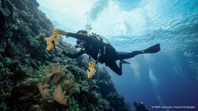Seorang penyelam sedang melakukan pendataan atau pengukuran terumbu karang di bawah laut menggunakan alat ukur meteran kuning. Air laut terlihat jernih dengan ekosistem terumbu karang yang sehat.