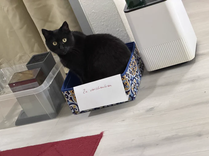 Schwarzer Kater sitzt in einer Schachtel mit Schild daran „zu verschenken“