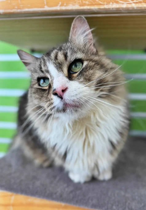 A long-haired, multicolored cat with green eyes lounges at PAWS animal shelter in Philadelphia