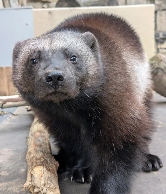 A female wolverine looking at the camera.
