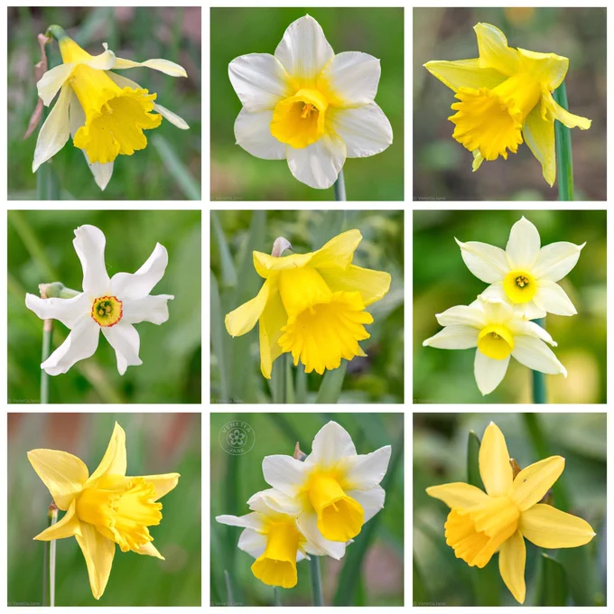 A 3×3 collage of close-up photographs of daffodils in bloom, showing different varieties in shades of yellow and white. Some have bright golden trumpets, others pale petals with contrasting cups, all set against soft green garden backgrounds.