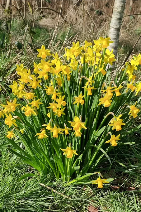 Penrhos Daffodils 