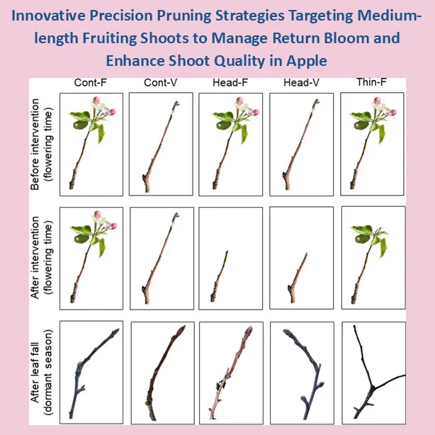 Overview of the five medium-length shoots (MLS)-targeted treatments illustrated at flowering time and after leaf fall. The top row shows the appearance of flowering and vegetative MLS at flowering time. The middle row shows the MLS immediately after the treatments—Cont-F, Cont-V, Head-F, Head-V, and Thin-F. The bottom row presents the primary regrowth shoot(s) formed at the distal end of each treated MLS after leaf fall.