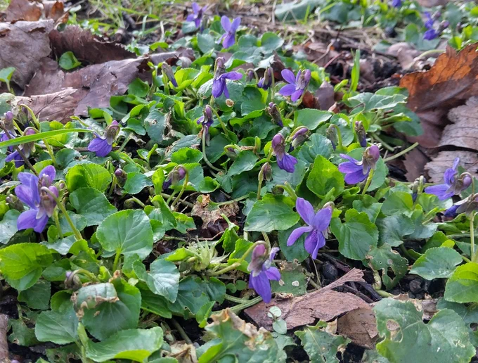 Violets flowering among grass and fallen leaves