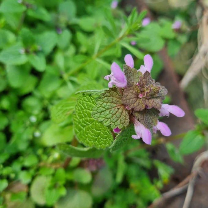 Out of focus green leaf background.  Pink flowers among red-tinged leaves on the flowering stalk.
