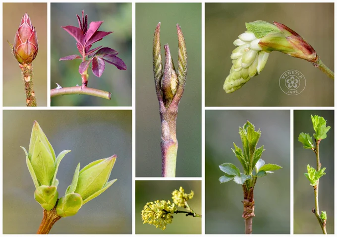 A collage of close-up photographs showing early spring budburst on trees and shrubs. Swollen pink and red buds, fresh green leaf shoots, unfurling scales, and pale catkins are shown against soft blurred backgrounds, illustrating sap rising and plants coming back into life in March.