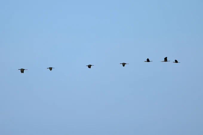 A flock of Glossy Ibises migrating past Spurn this autumn, taken by Thomas Willoughby. 

We have 33 records of Glossy Ibis that still need descriptions sending in, including Yorkshire's biggest ever flock with 16 over Sheffield.