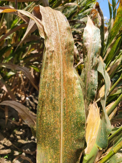 Corn leaf with orange southern rust spores and dead tissue. 