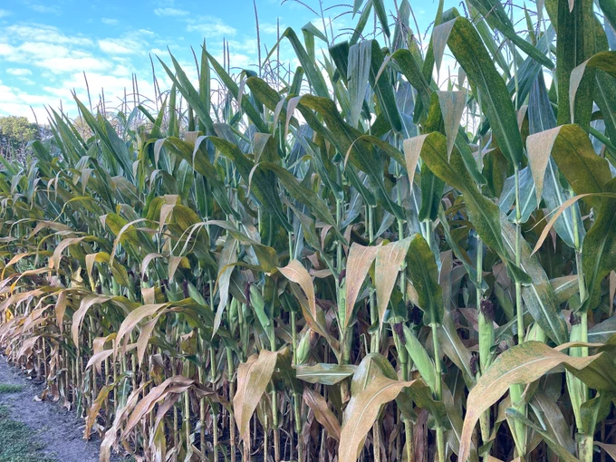 Corn field showing leaves dying from severe southern rust infection. 