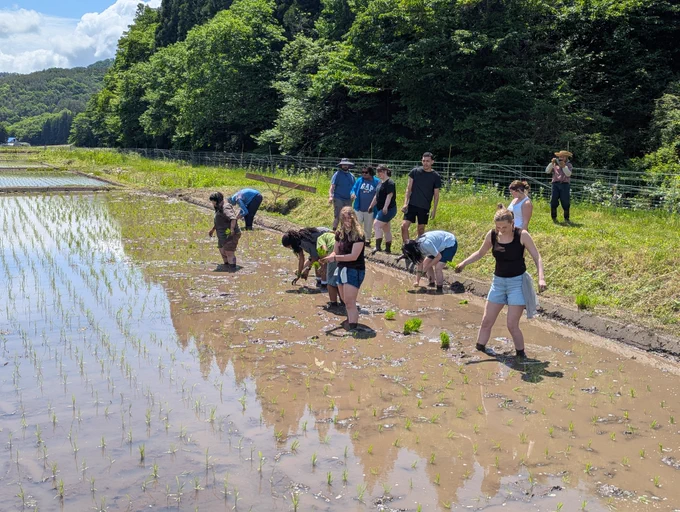 A group of people is actively planting rice seedlings in a flooded paddy field surrounded by lush green trees. The scene is set in a rural area with a few people observing in the background, capturing the activity on camera.