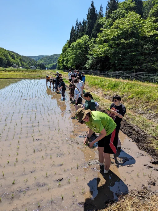 A group of people planting rice seedlings in a flooded paddy field, surrounded by lush greenery and hills in the background.
