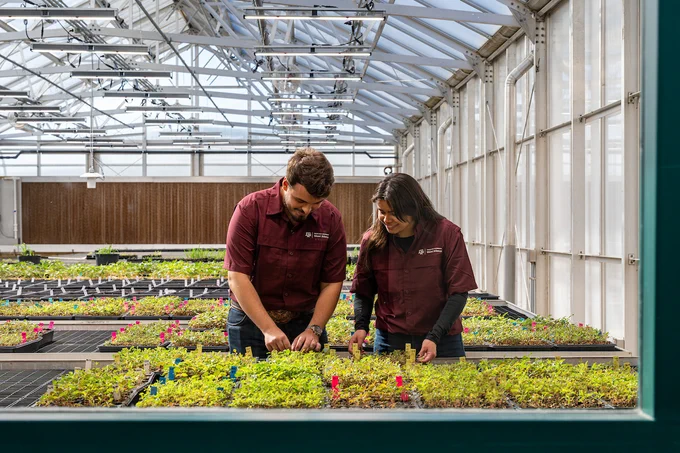 A person and a colleague are tending to plants inside a greenhouse. Both are wearing maroon shirts with "Texas A&M AgriLife Research" logos. The greenhouse is filled with small green plants in trays. The structure has a glass roof and walls, allowing natural light to fill the space.