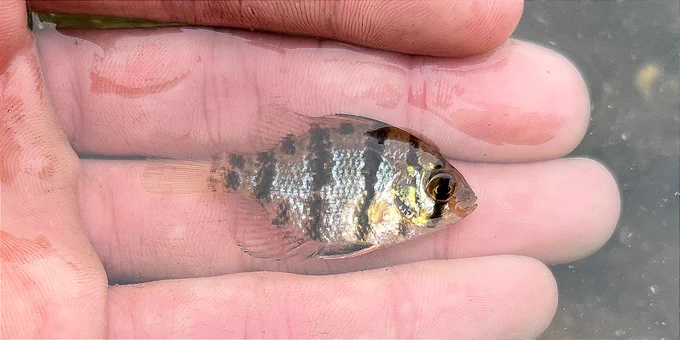 a banded fish in a person's hand