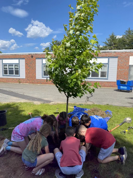 Schoolyard Canopy program - students planting a tree - vertical showing full tree with school in background - photo credit: N.H. Division of Forests & Lands