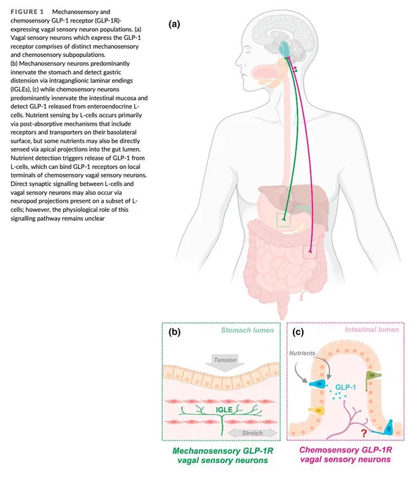 https://pmc.ncbi.nlm.nih.gov/articles/PMC8714868/