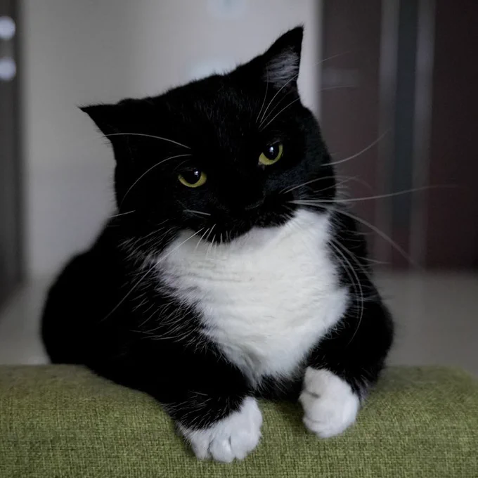 Tuxedo cat looking into the distance with a serious face