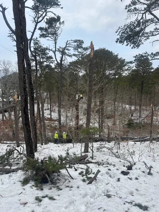 In a snowy wooded area, several lineworkers stand near a broken tree with its top snapped off. One worker is elevated in a bucket truck, repairing damaged lines among the tall trees.