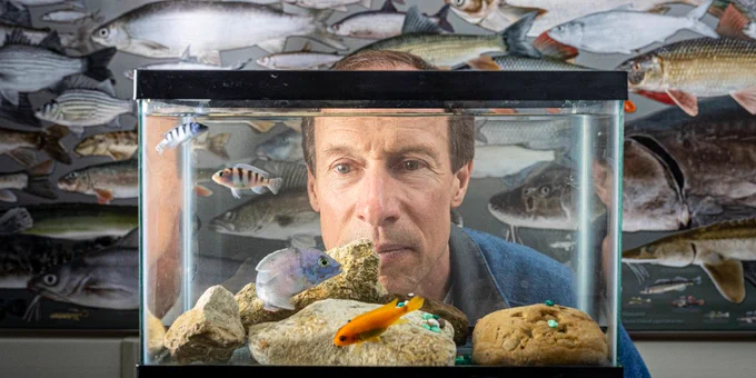 Harvey Bootsma examines a tank of tropical fish from Africa. The associate dean of UWM's School of Freshwater Sciences first began studying lake ecosystems as director of Lake Malawi National Park in Africa in the early 1990s. 