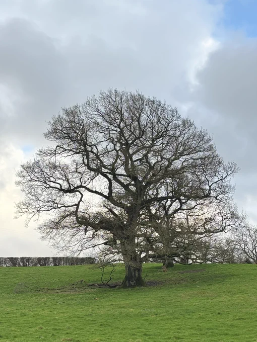 A large, mature, leafless tree in winter, in a field of grass, with the shape of the canopy branches almost circular in shape.