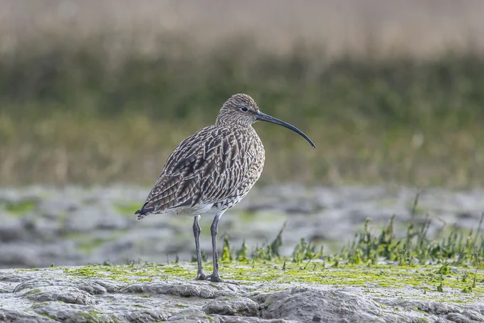 A curlew bird stands on a patch of rocky ground covered with green moss and grass. The background is blurred, highlighting the bird's mottled brown plumage and long, curved bill.