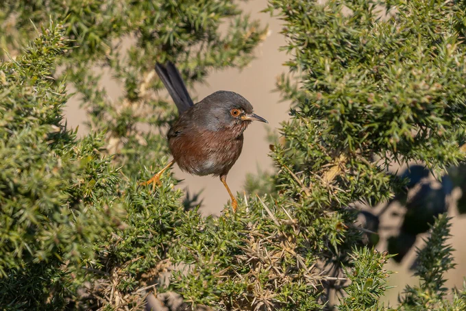 A Dartford warbler perched on a branch amidst dense green foliage. The bird has a dark head, reddish-brown body, and bright orange legs, with an eye featuring a prominent orange ring. The setting appears to be a natural outdoor environment.