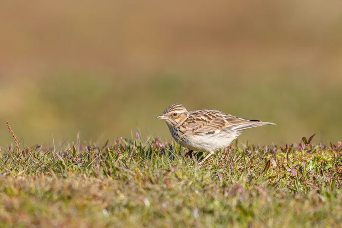 A small bird, a woodlark, stands on grass in an open field with a blurred brown background.