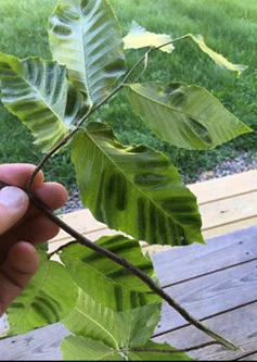 Beech Leaf Disease - photo credit: N.H. Division of Forests and Lands