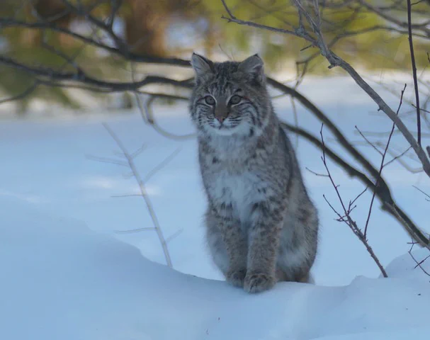Bobcat in the snow - Marlborough, N.H. - Feb 2021 - photo by Polly Pattison - provided by the Society for the Protection of New Hampshire Forests