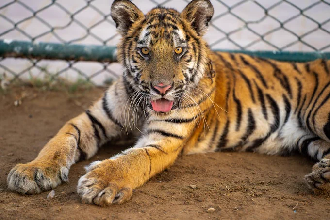 Close-up of a young Bengal tiger resting in a zoo environment, showcasing its vibrant stripes.