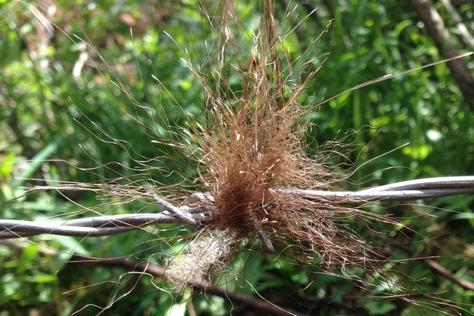 a tuft of grizzly bear hair on a barbed wire